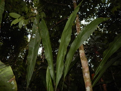 Cyclanthus bipartitus