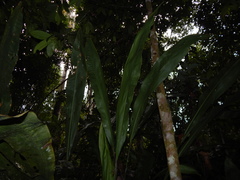 Cyclanthus bipartitus