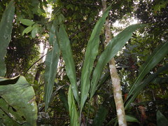 Cyclanthus bipartitus