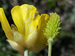 Ranunculus ollissiponensis