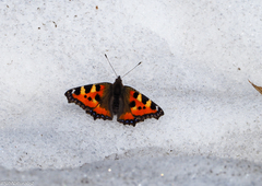Aglais urticae