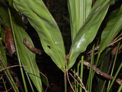 Cyclanthus bipartitus