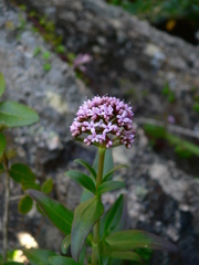 Centranthus trinervis