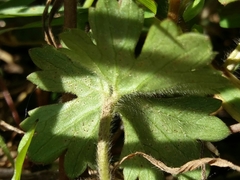 Ranunculus ollissiponensis