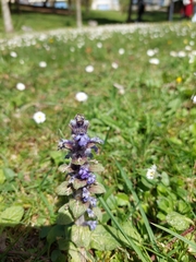 Ajuga reptans