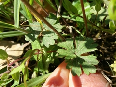 Ranunculus ollissiponensis