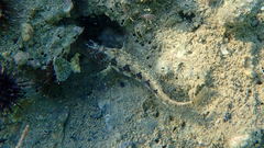 Parablennius tentacularis