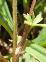 Ranunculus ollissiponensis