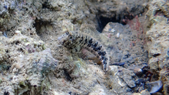 Parablennius tentacularis