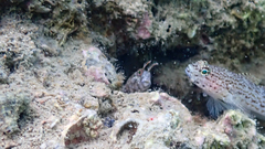 Parablennius tentacularis