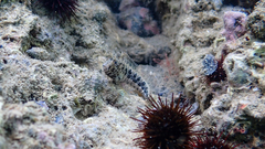 Parablennius tentacularis