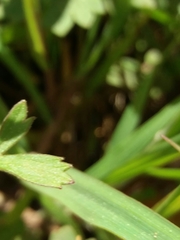 Ranunculus ollissiponensis