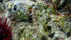 Microlipophrys dalmatinus