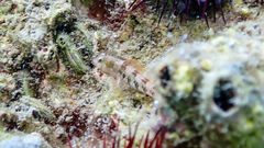 Microlipophrys dalmatinus