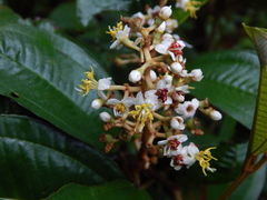 Miconia stenostachya