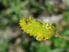 Ranunculus ollissiponensis