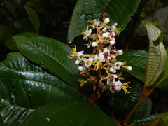 Miconia stenostachya