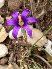 Romulea tempskyana