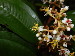 Miconia stenostachya