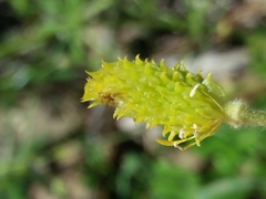 Ranunculus ollissiponensis