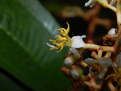 Miconia stenostachya