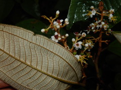 Miconia stenostachya