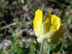 Ranunculus ollissiponensis