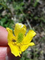 Ranunculus ollissiponensis