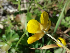 Ranunculus ollissiponensis