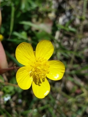 Ranunculus ollissiponensis