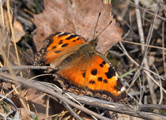 Nymphalis xanthomelas