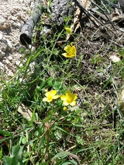 Ranunculus ollissiponensis