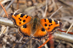 Nymphalis xanthomelas