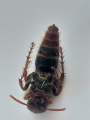 Scolia chrysotricha