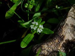 Valerianella microcarpa