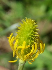 Ranunculus ollissiponensis