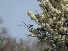 Curruca melanocephala