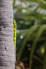 Anolis smaragdinus