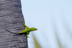 Anolis smaragdinus