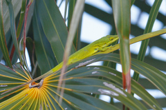 Anolis smaragdinus