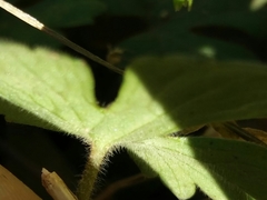 Ranunculus ollissiponensis