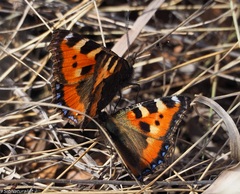 Aglais urticae