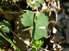 Ranunculus ollissiponensis