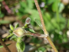 Ranunculus ollissiponensis