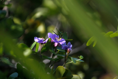 Guaiacum sanctum