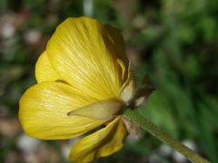 Ranunculus ollissiponensis