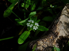 Valerianella microcarpa