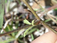 Ranunculus ollissiponensis