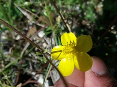 Ranunculus ollissiponensis