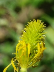 Ranunculus ollissiponensis